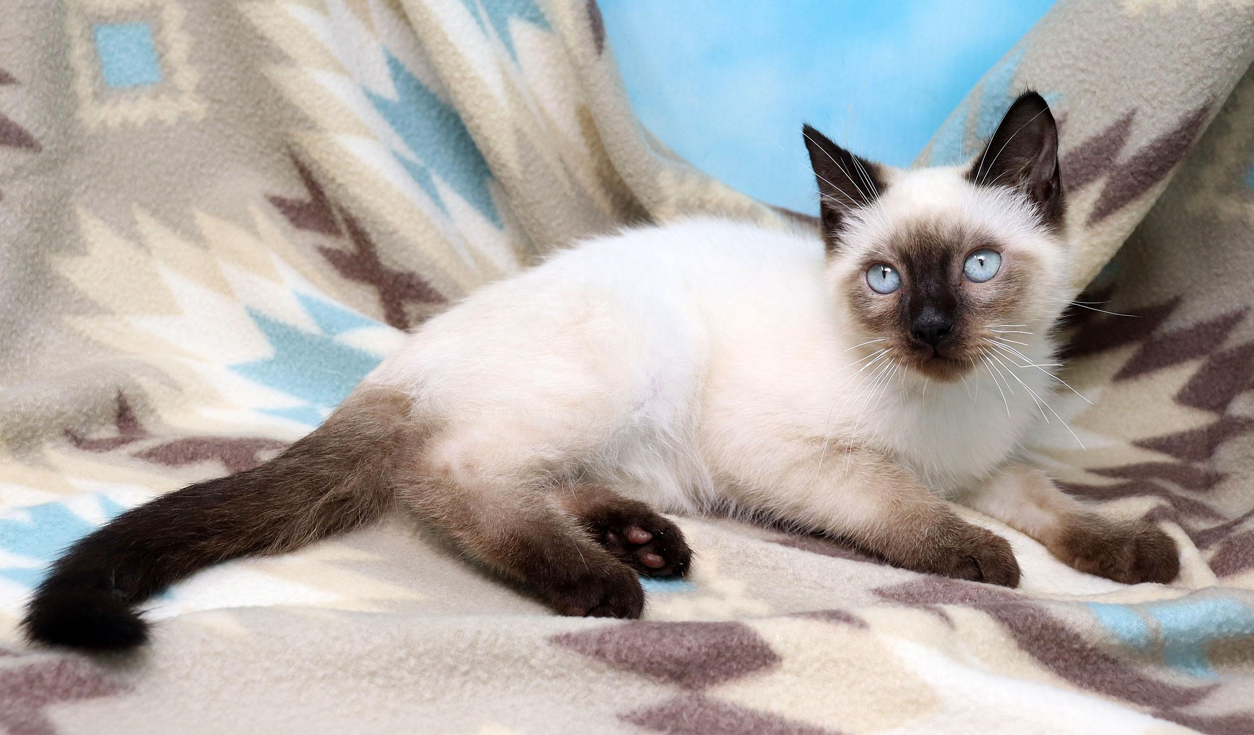 Ravi, an adopted mixed breed in Tierra Verde, FL image 2/3