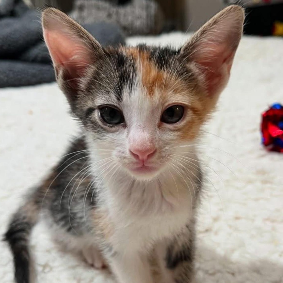 Enlarge Dazie, a Adoptable Domestic Short Hair in Fresno, CA image 3/4