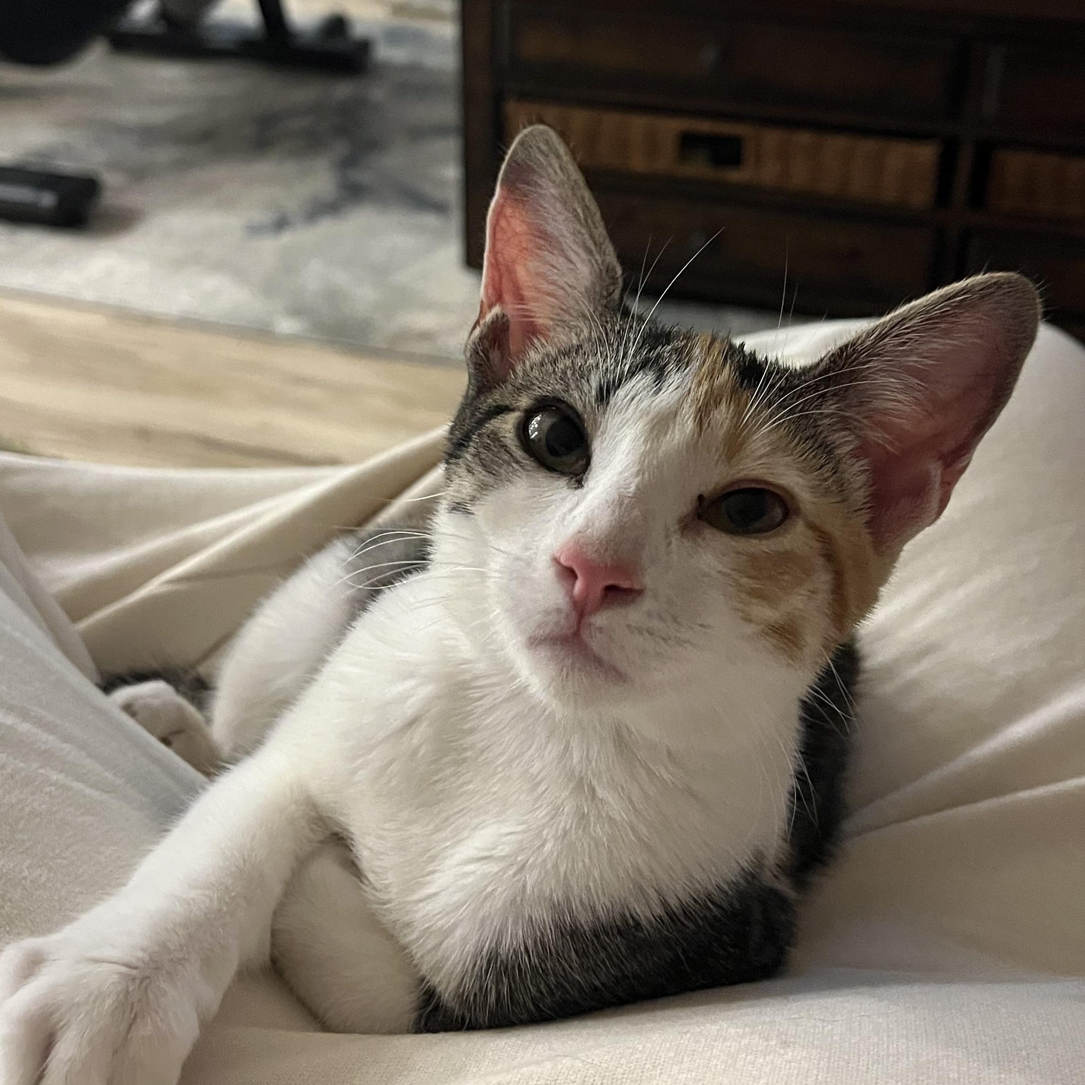 Enlarge Dazie, a Adoptable Domestic Short Hair in Fresno, CA image 1/4