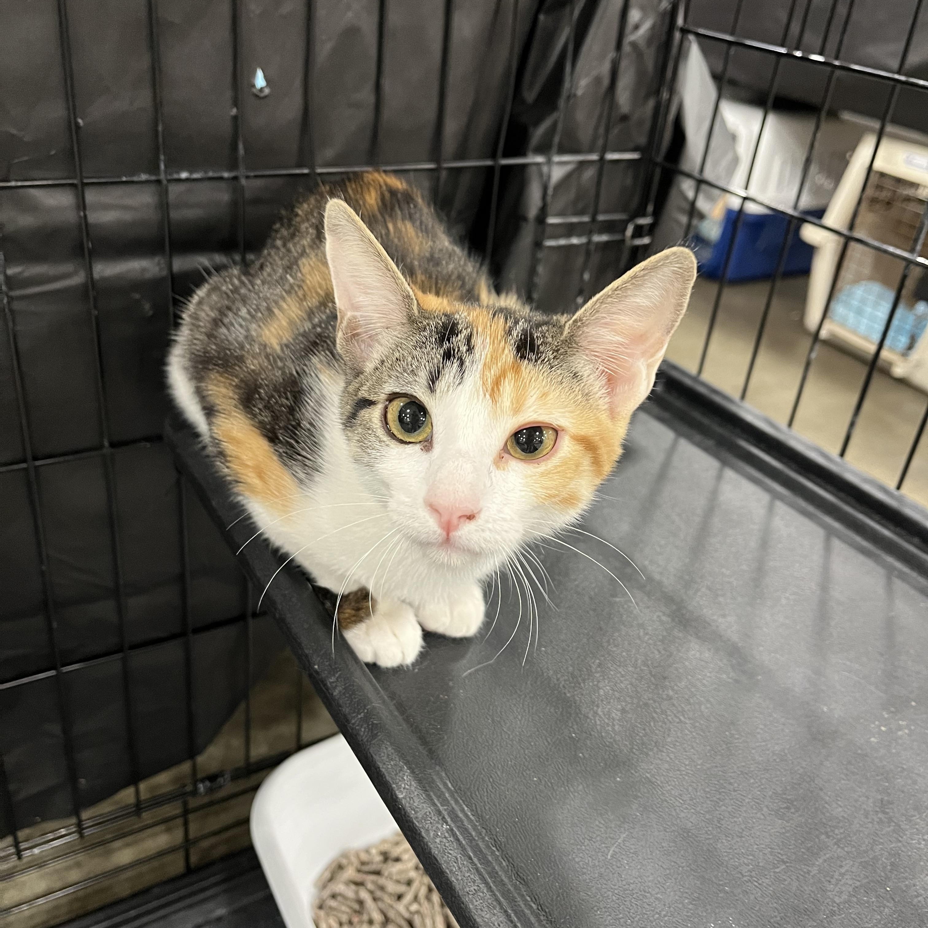 Enlarge Dazie, a Adoptable Domestic Short Hair in Fresno, CA image 2/4