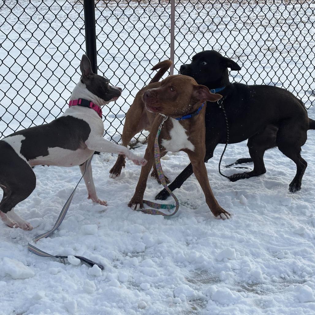 Enlarge Signal, a Adoptable Mixed Breed in Matteson, IL image 2/6