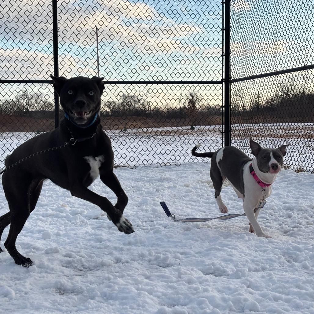 Enlarge Signal, a Adoptable Mixed Breed in Matteson, IL image 3/6