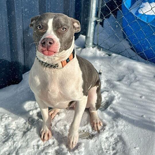 Enlarge Signal, a Adoptable Mixed Breed in Matteson, IL image 4/6