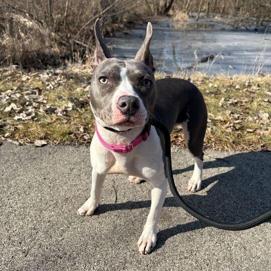 Enlarge Signal, a Adoptable Mixed Breed in Matteson, IL image 5/6