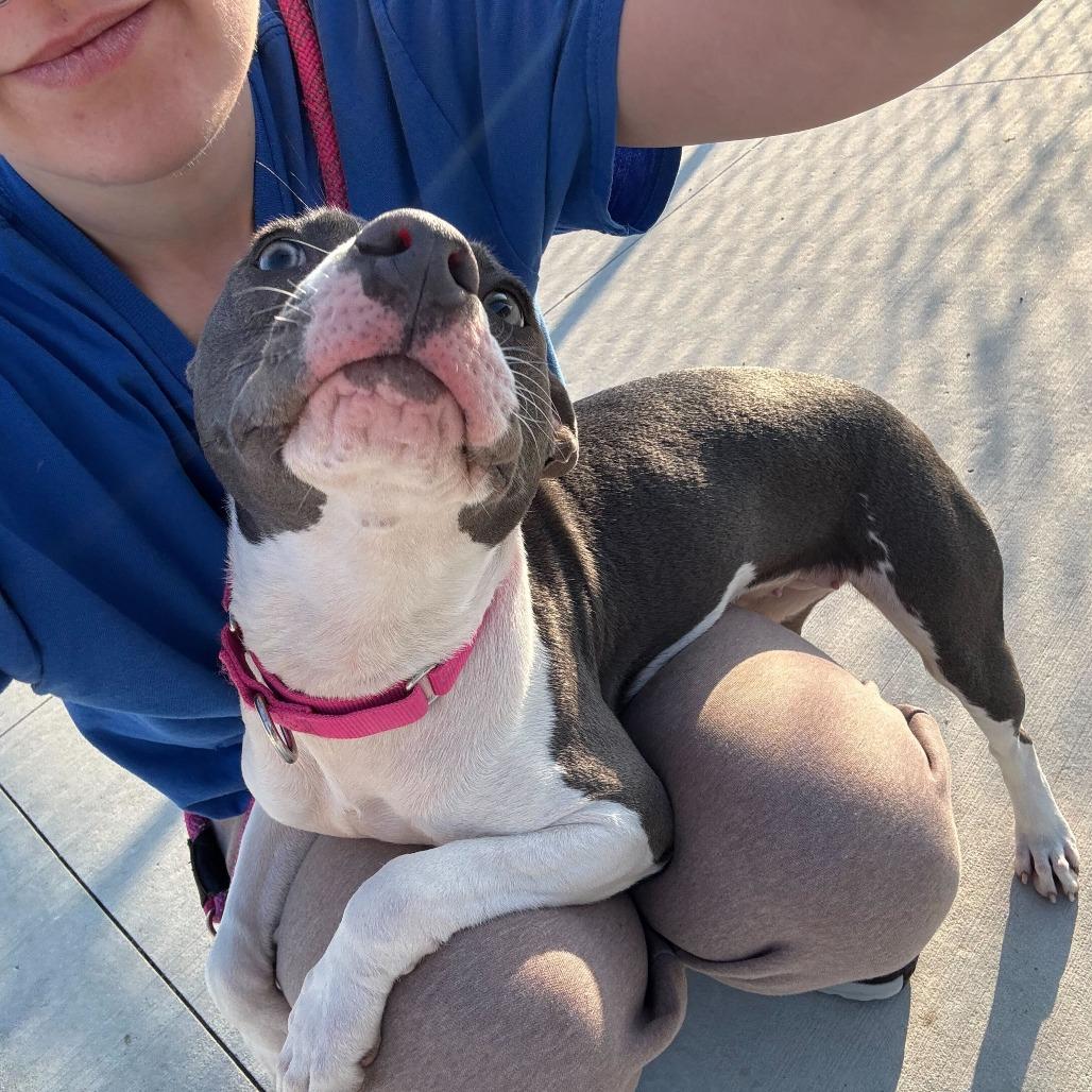 Enlarge Signal, a Adoptable Mixed Breed in Matteson, IL image 6/6