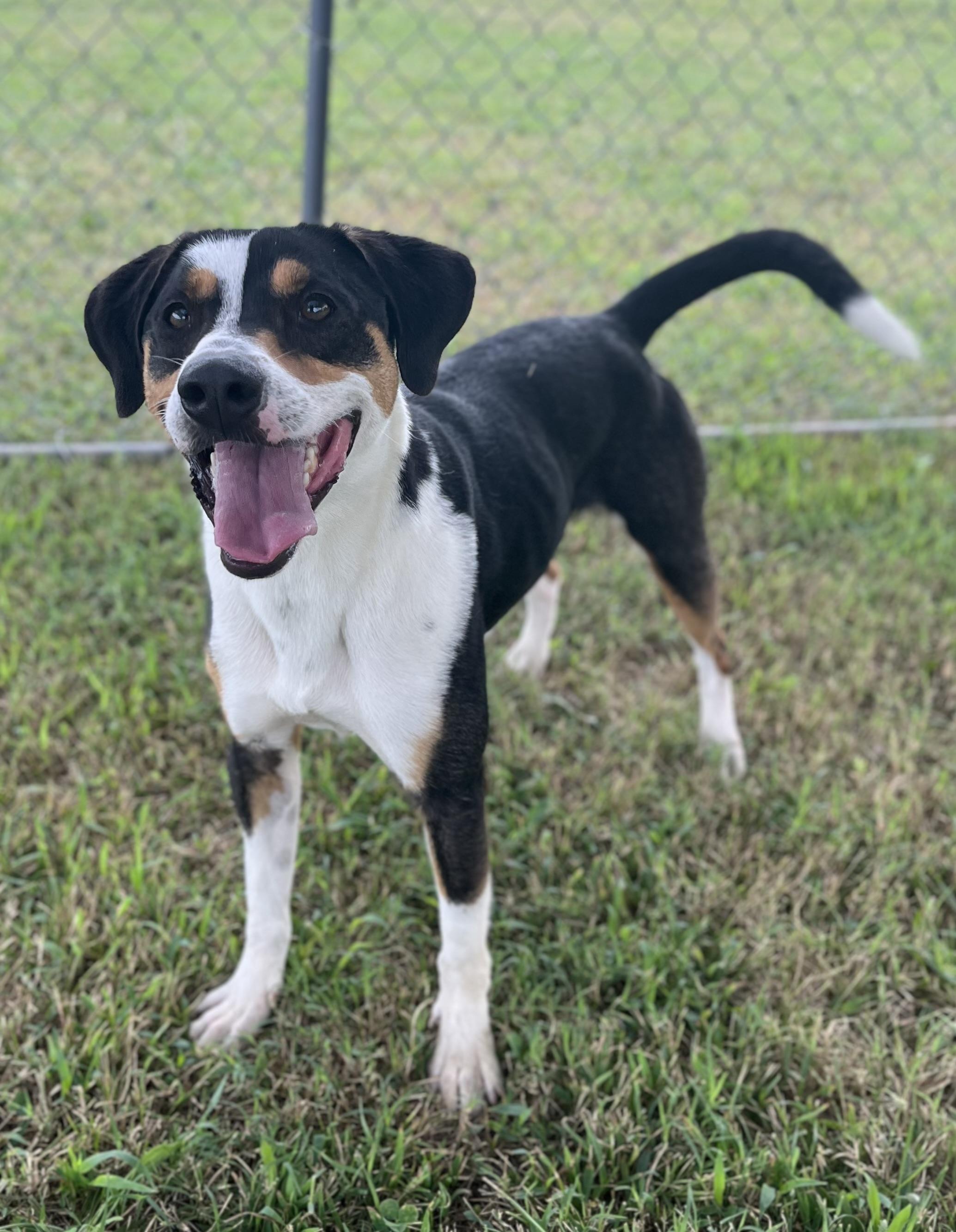 Waffles, adoptable, Adult Male Beagle & Mixed Breed.