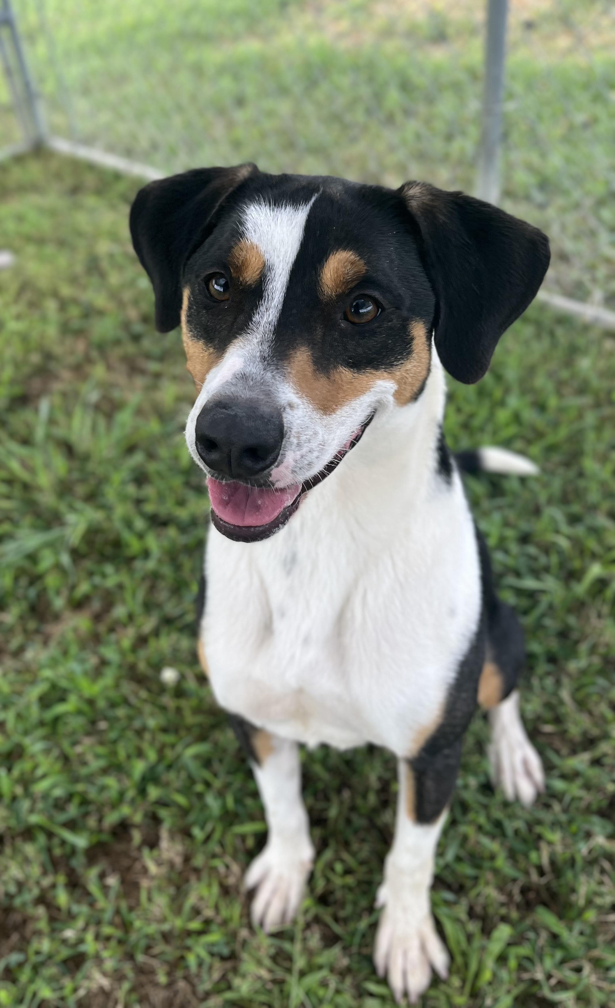 Enlarge Waffles, an adoptable mixed breed in Centerton, AR image 2/3