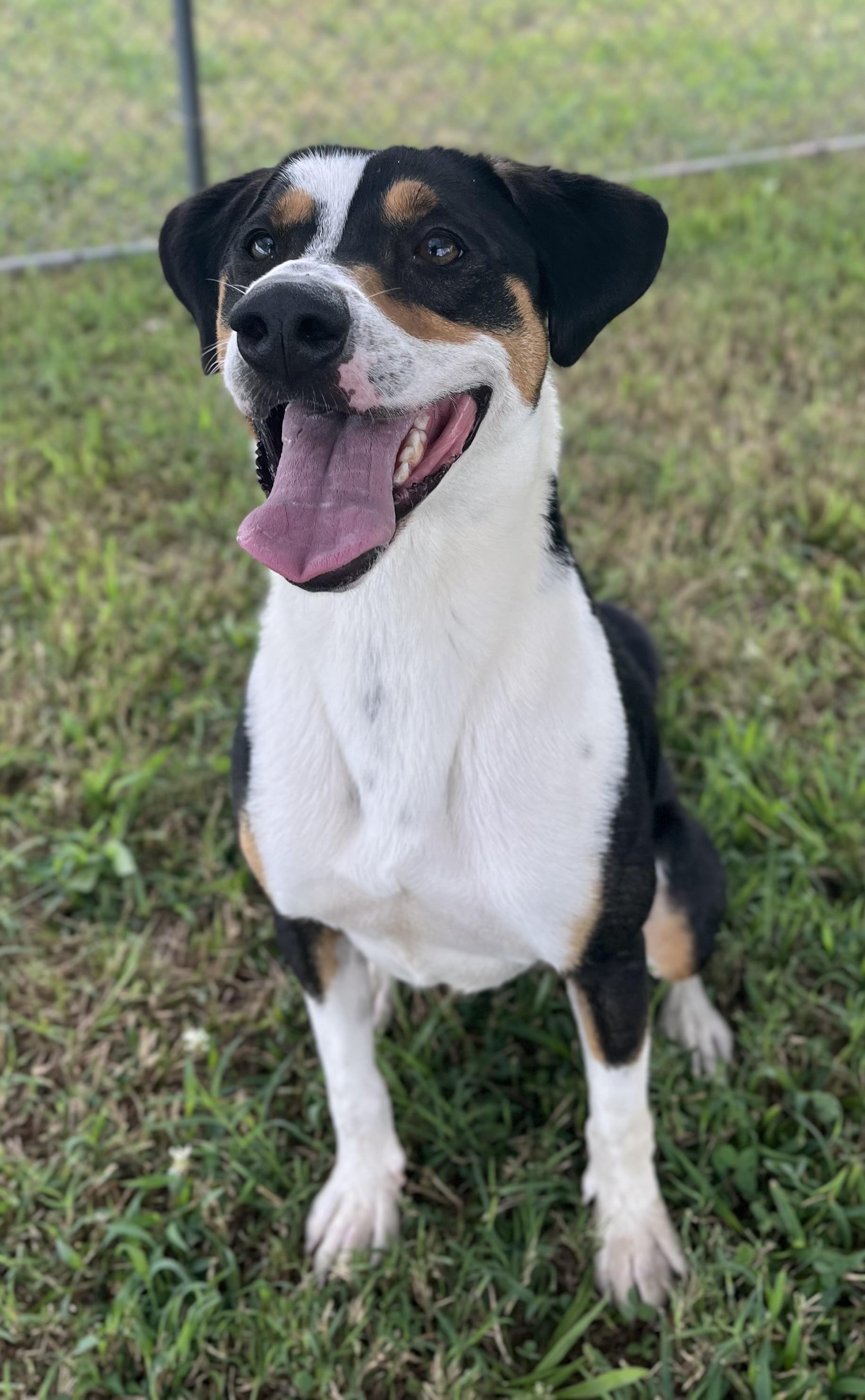 Enlarge Waffles, an adoptable mixed breed in Centerton, AR image 3/3