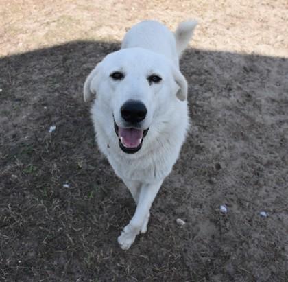Camo, ADOPTABLE, Young Male White German Shepherd & Great Pyrenees.