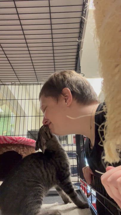 Enlarge Elodie, a Adoptable mixed breed in Hillsboro, TX video 6/6