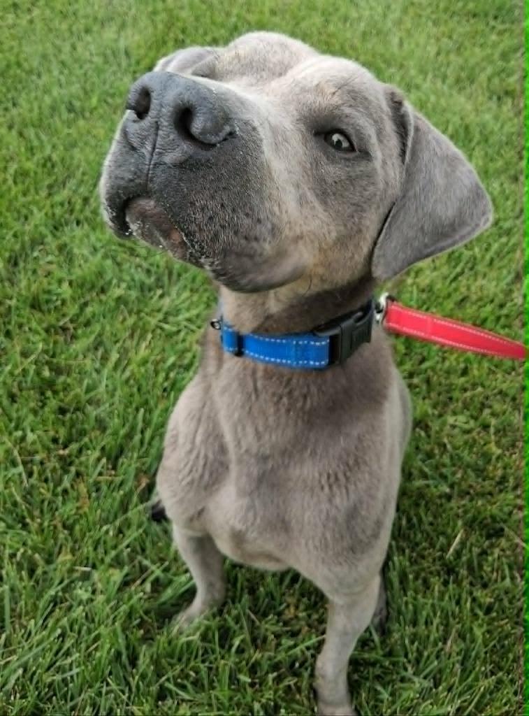 Smokey, ADOPTABLE, Adult • Male, Shar-Pei & Doberman Pinscher.