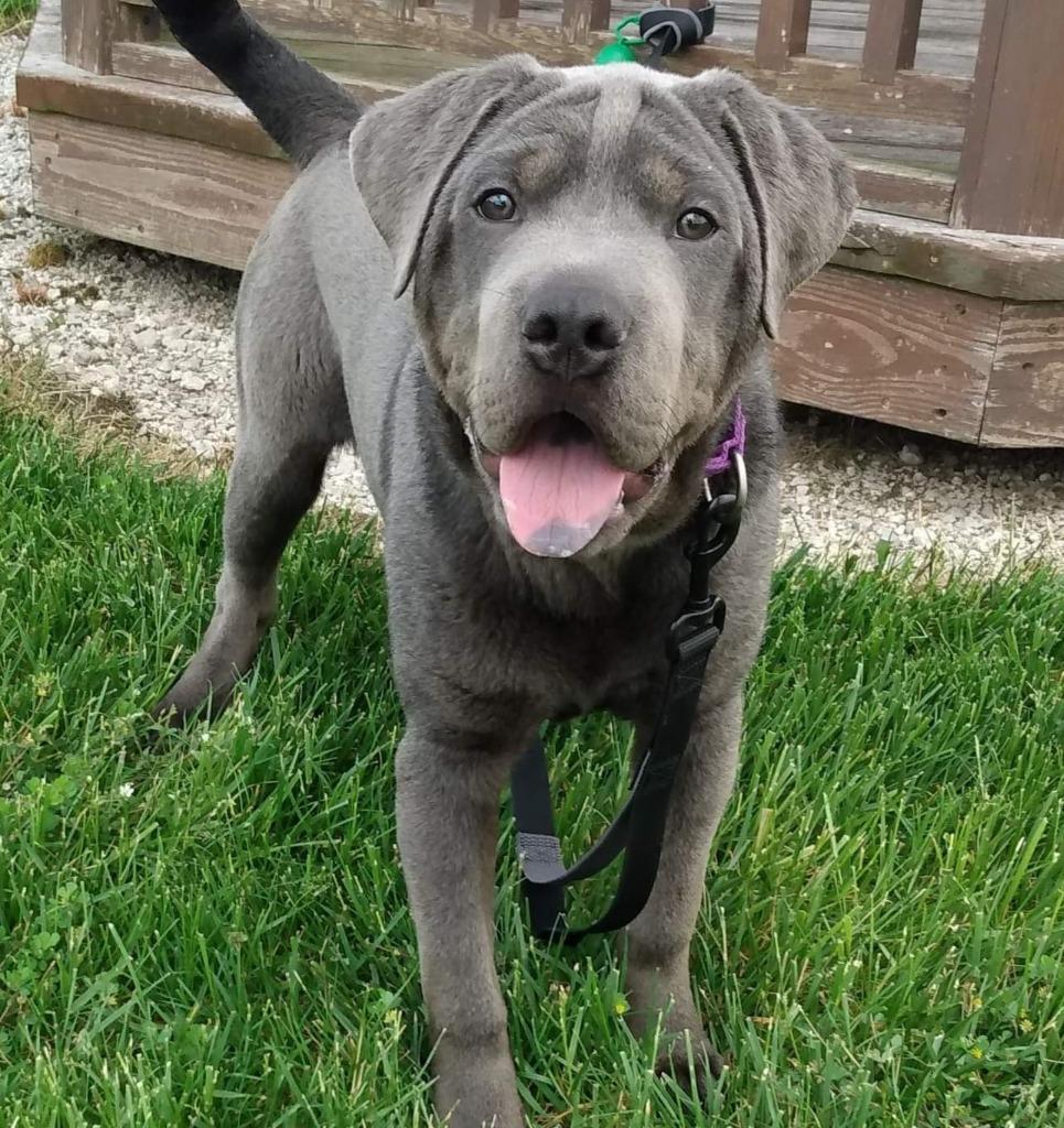 Enlarge Smokey, a Adoptable mixed breed in Fremont, OH image 2/6