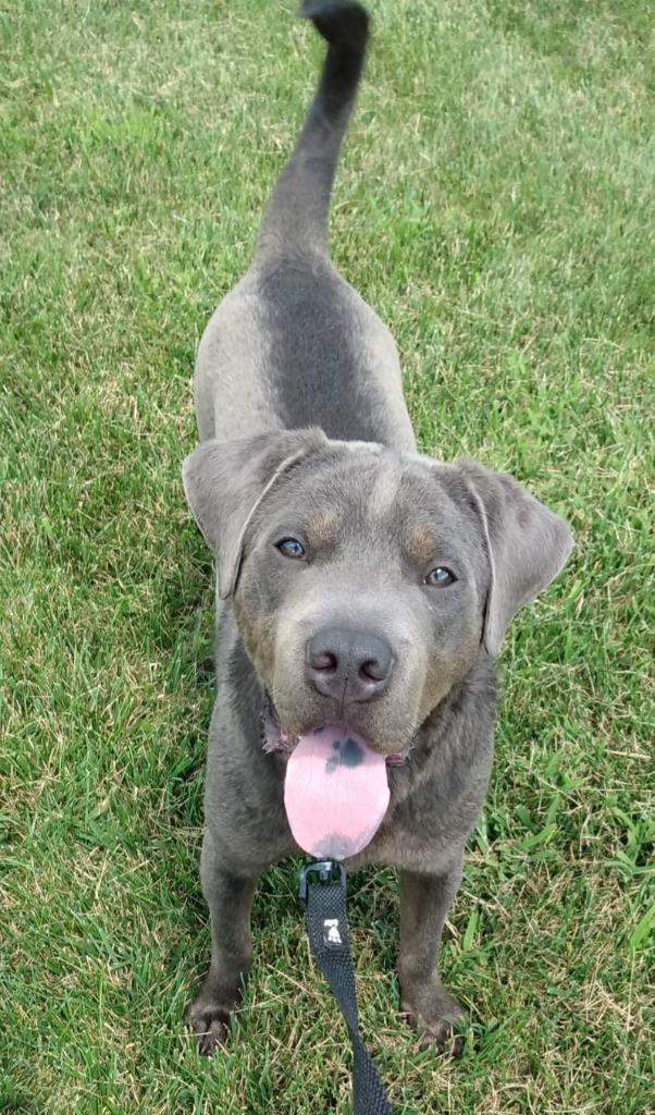 Enlarge Smokey, a Adoptable mixed breed in Fremont, OH image 3/6