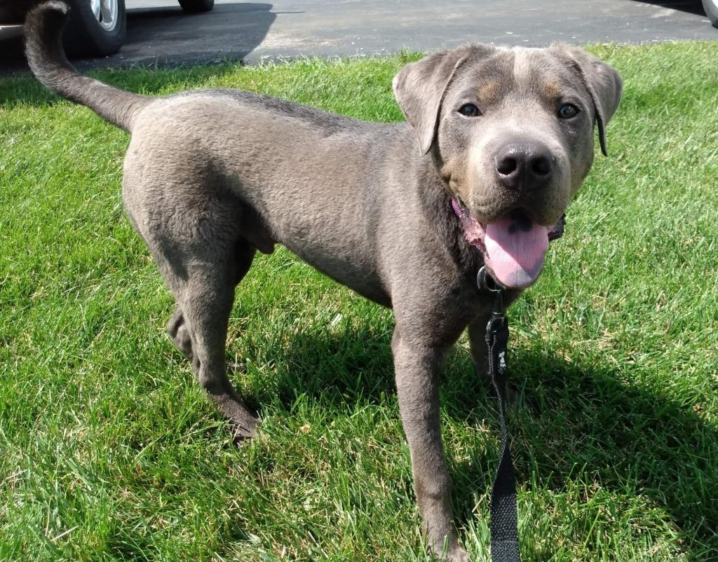 Enlarge Smokey, a Adoptable mixed breed in Fremont, OH image 4/6