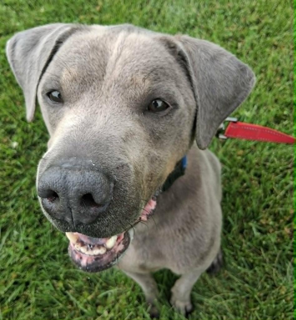 Enlarge Smokey, a Adoptable mixed breed in Fremont, OH image 5/6