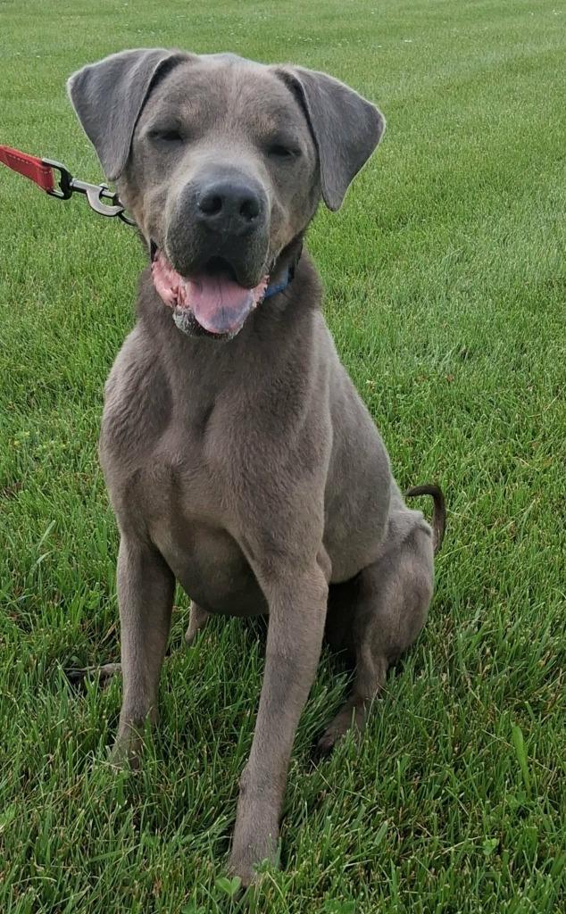 Enlarge Smokey, a Adoptable mixed breed in Fremont, OH image 6/6