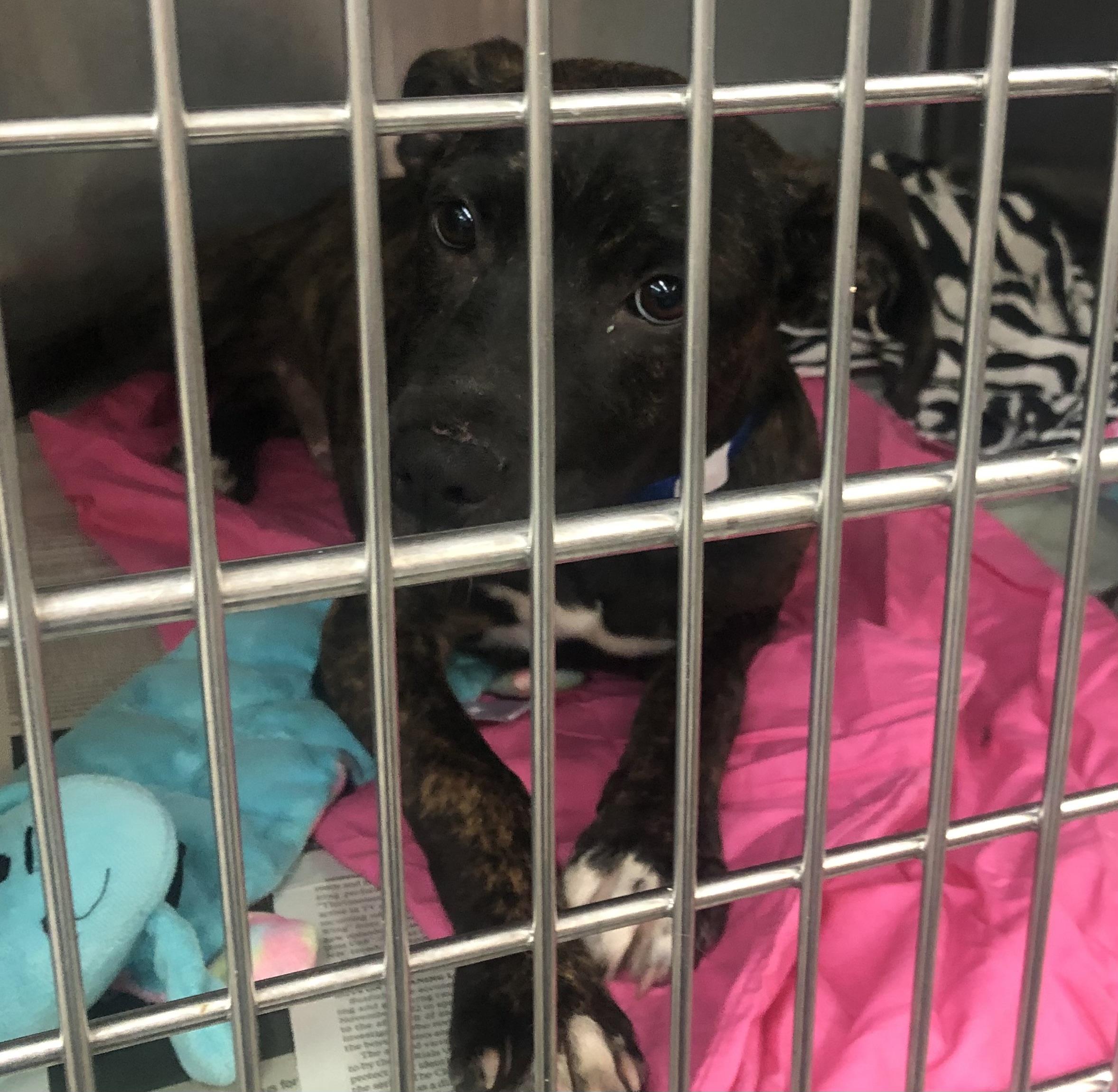 Enlarge Pepper, an adoptable mixed breed in Parma, OH image 1/1