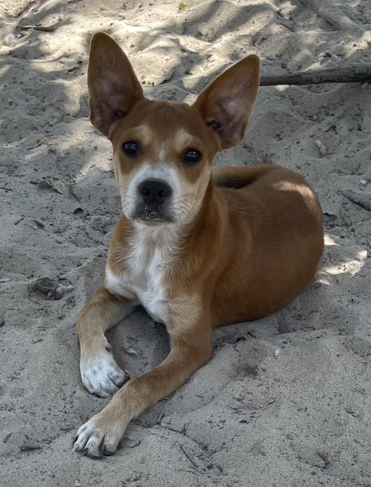 Enlarge Nars, a Adoptable mixed breed in Seguin, TX image 2/6