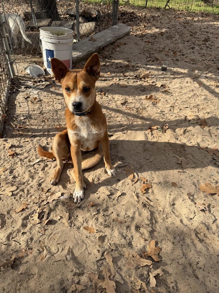 Enlarge Nars, a Adoptable mixed breed in Seguin, TX image 3/6