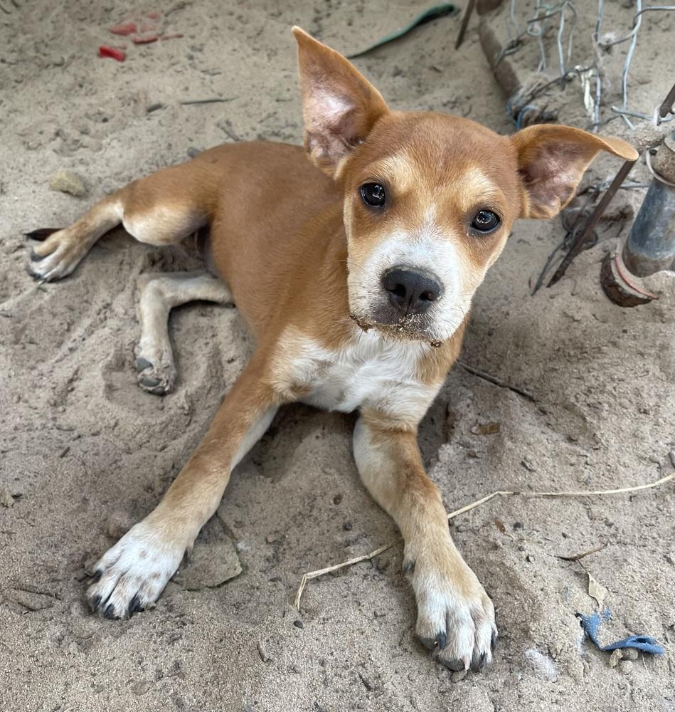 Enlarge Nars, a Adoptable mixed breed in Seguin, TX image 4/6