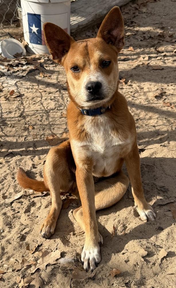 Enlarge Nars, a Adoptable mixed breed in Seguin, TX image 6/6