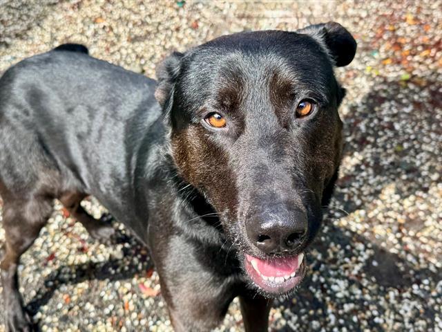 Enlarge Rocky A422137, a Adoptable Labrador Retriever in Petaluma, CA image 1/3