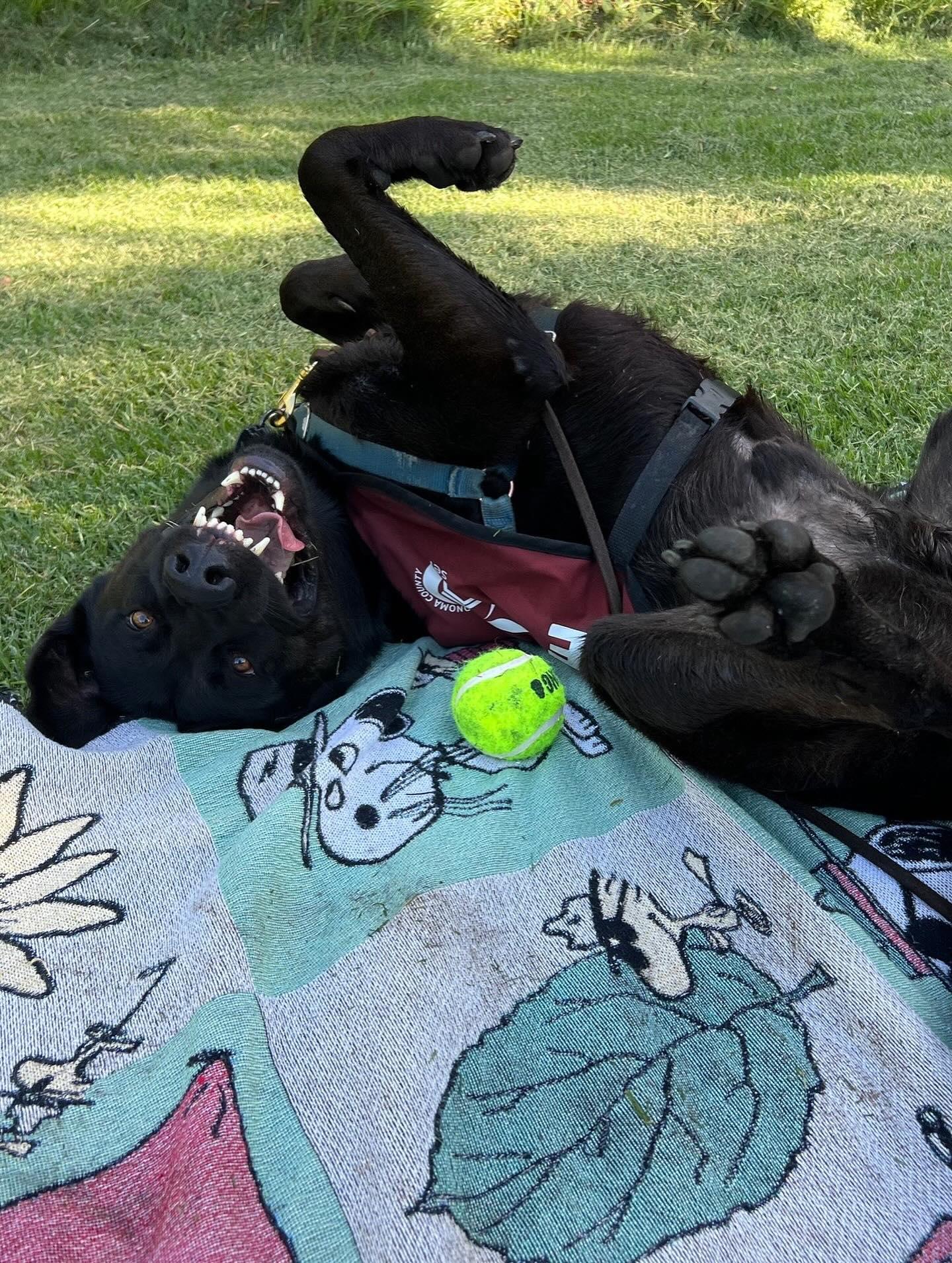 Enlarge Rocky A422137, a Adoptable Labrador Retriever in Petaluma, CA image 2/3