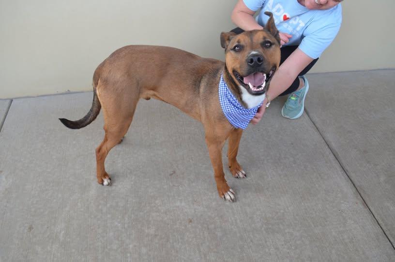 Marley, Adoptable, Young Male American Staffordshire Terrier.