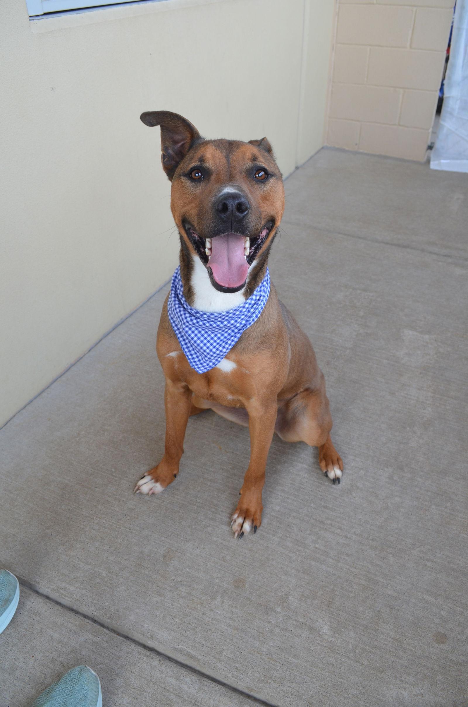 Enlarge Marley, a Adoptable American Staffordshire Terrier in McKinney, TX image 3/3