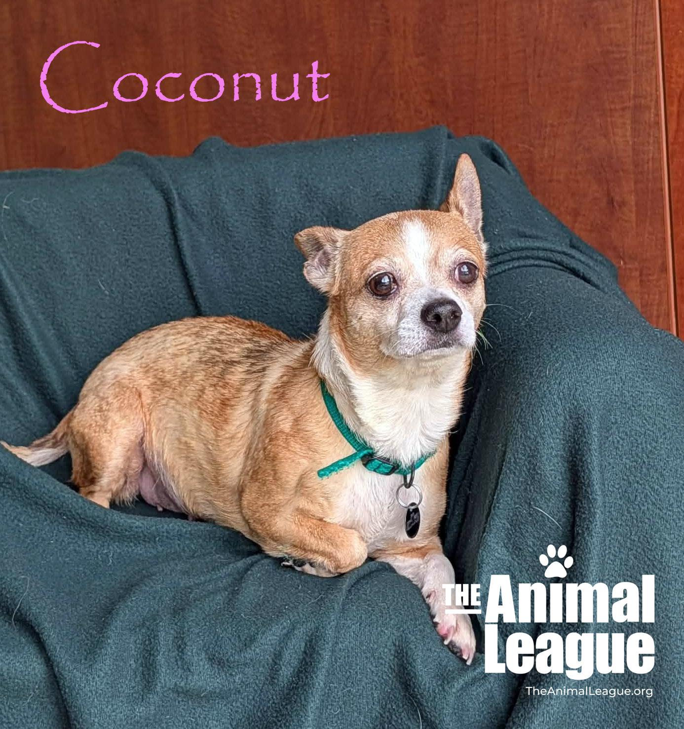 Enlarge Coconut, a ADOPTABLE mixed breed in Groveland, FL image 3/3