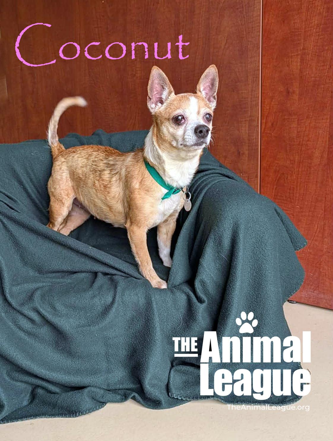 Coconut, ADOPTABLE, Adult Female Chihuahua.