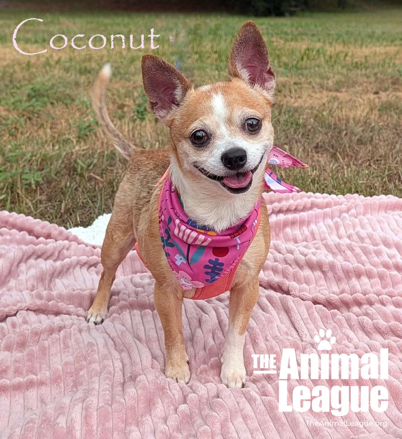 Enlarge Coconut, a ADOPTABLE mixed breed in Groveland, FL image 1/3