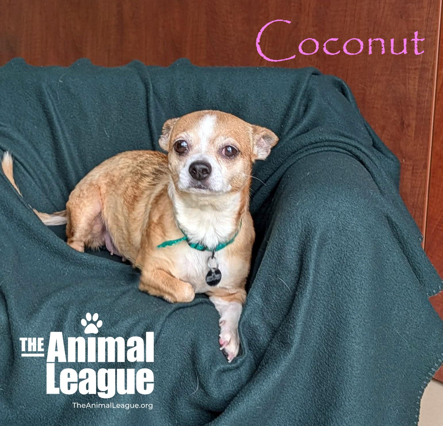 Enlarge Coconut, a ADOPTABLE mixed breed in Groveland, FL image 2/3