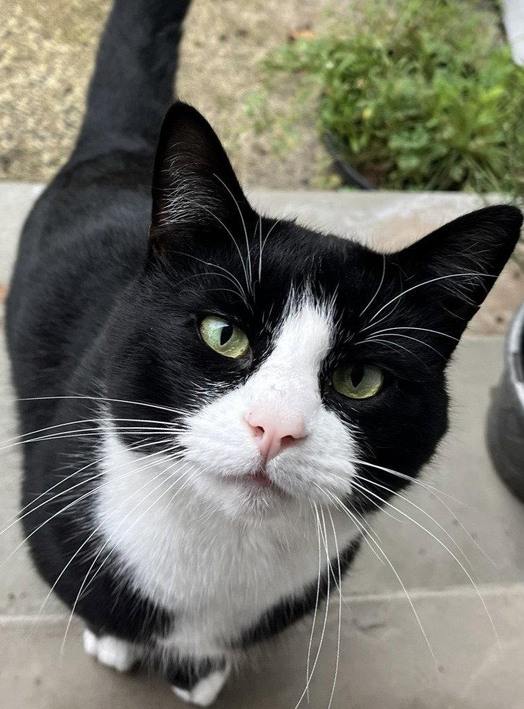 Enlarge Sylvester "Boots, a Adoptable Domestic Short Hair in Battle Ground, WA image 1/3