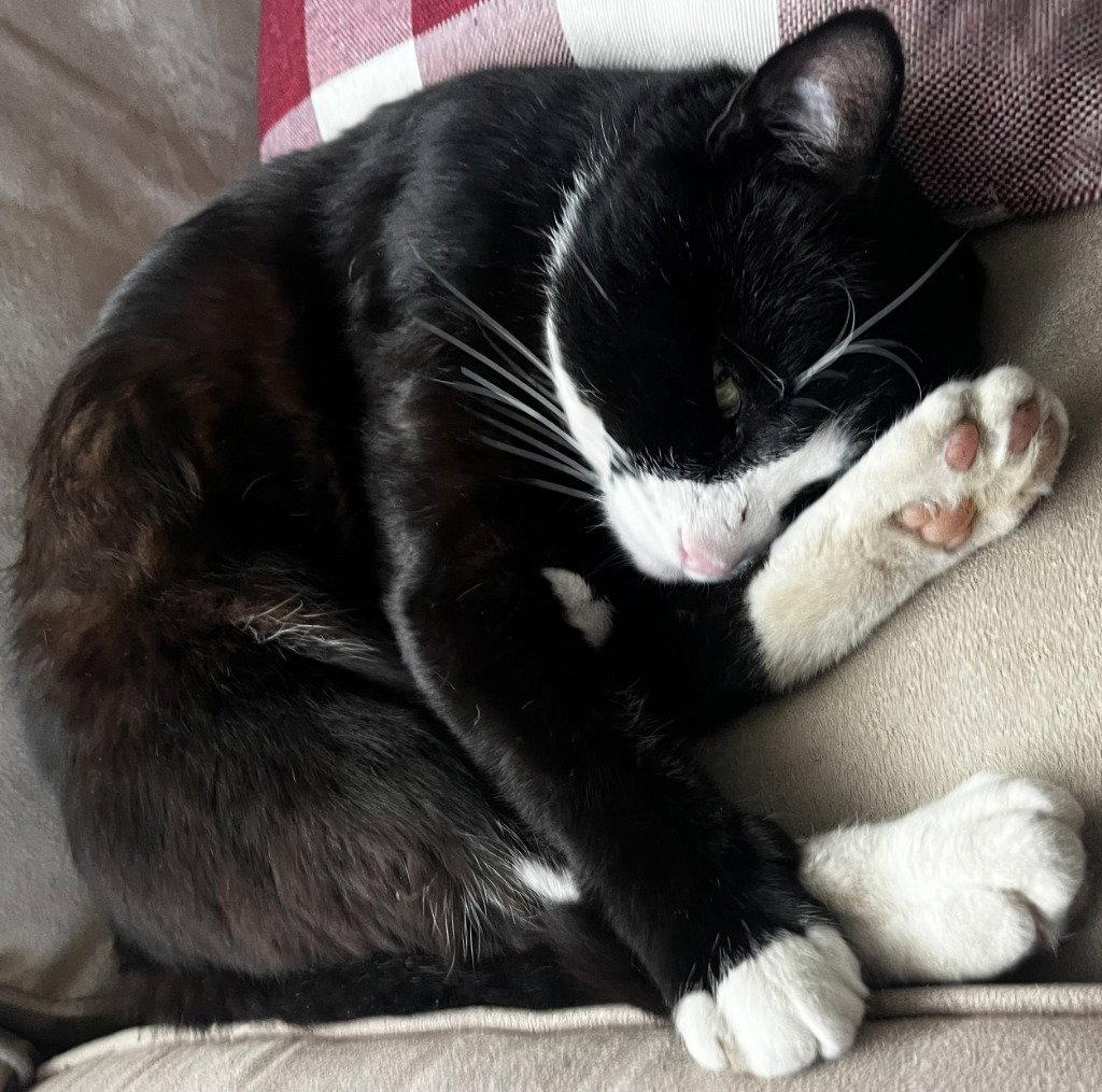 Enlarge Sylvester "Boots, a Adoptable Domestic Short Hair in Battle Ground, WA image 2/3