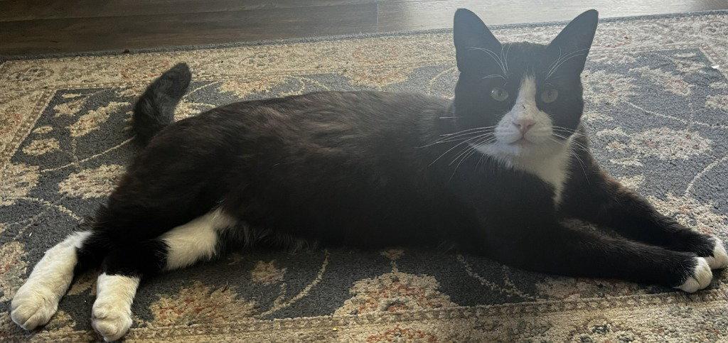 Enlarge Sylvester "Boots, a Adoptable Domestic Short Hair in Battle Ground, WA image 3/3
