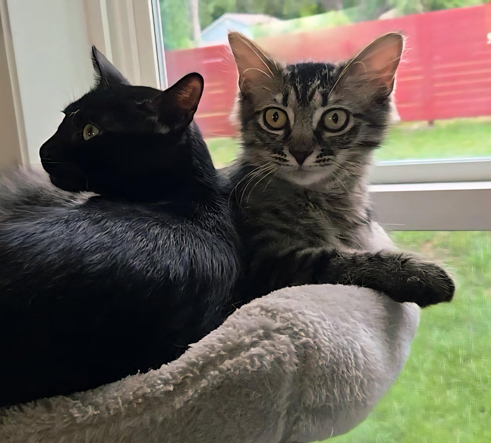 Enlarge Montana, a Adopted mixed breed in Magnolia Springs, AL image 2/3