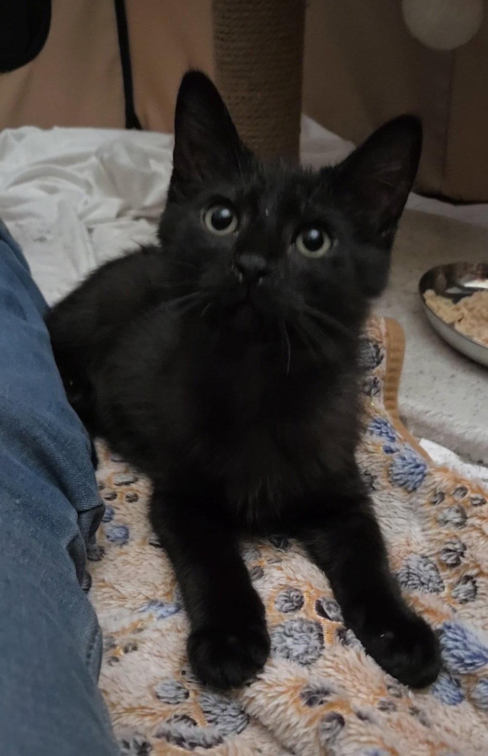 Enlarge Montana, a Adopted mixed breed in Magnolia Springs, AL image 3/3