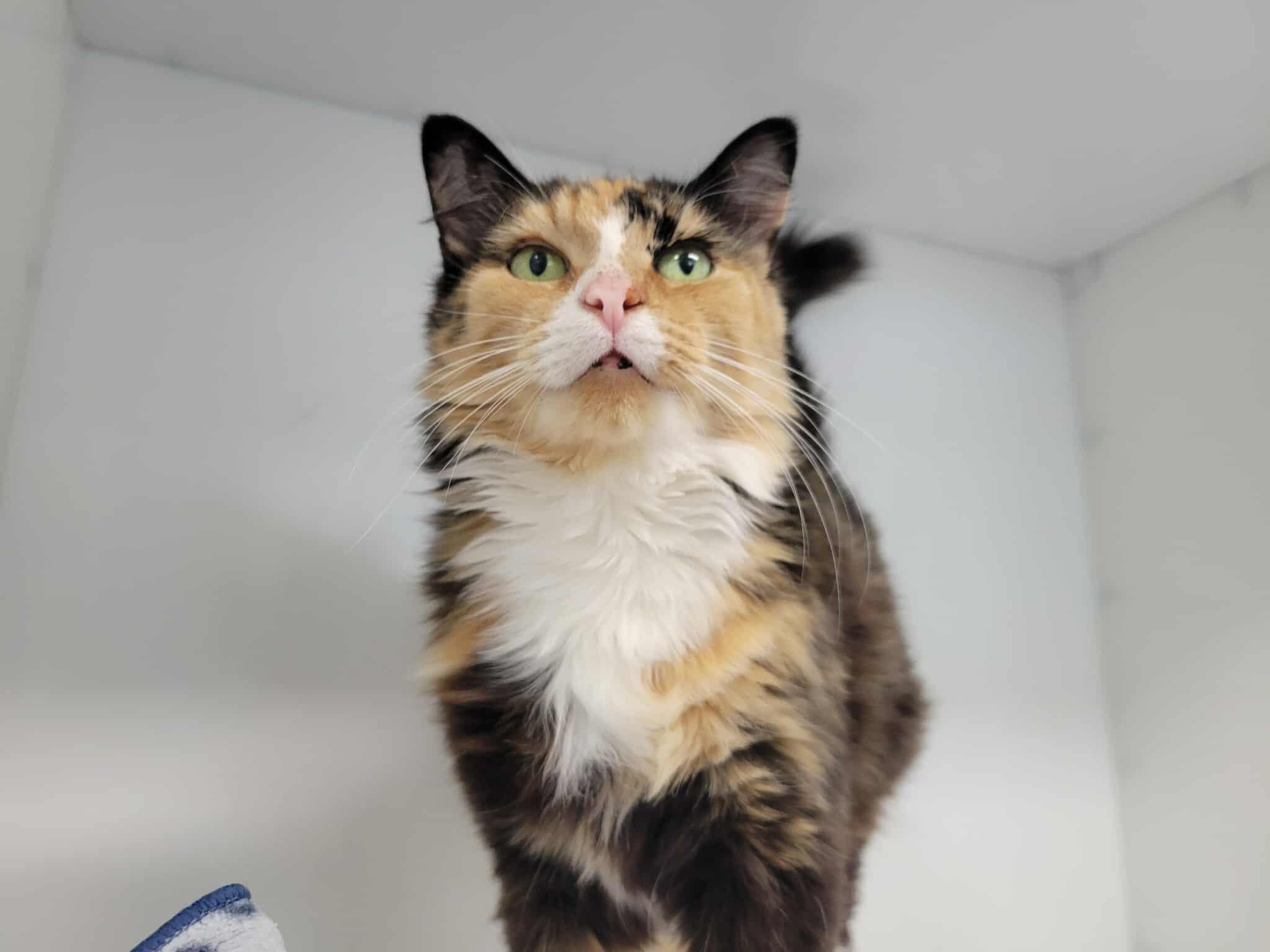 Nebula, Adoptable, Adult Female Domestic Medium Hair.