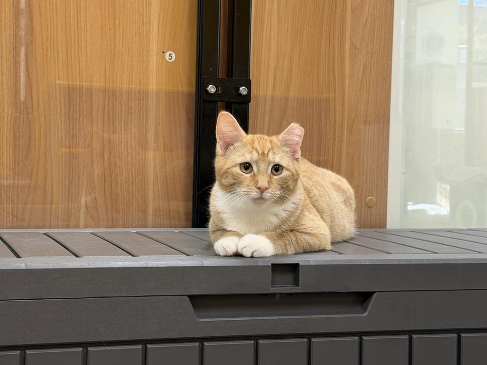 Oscar (kitten - needs to go with/to a friend), a Adoptable Domestic Short Hair in Cary, NC image 2/2