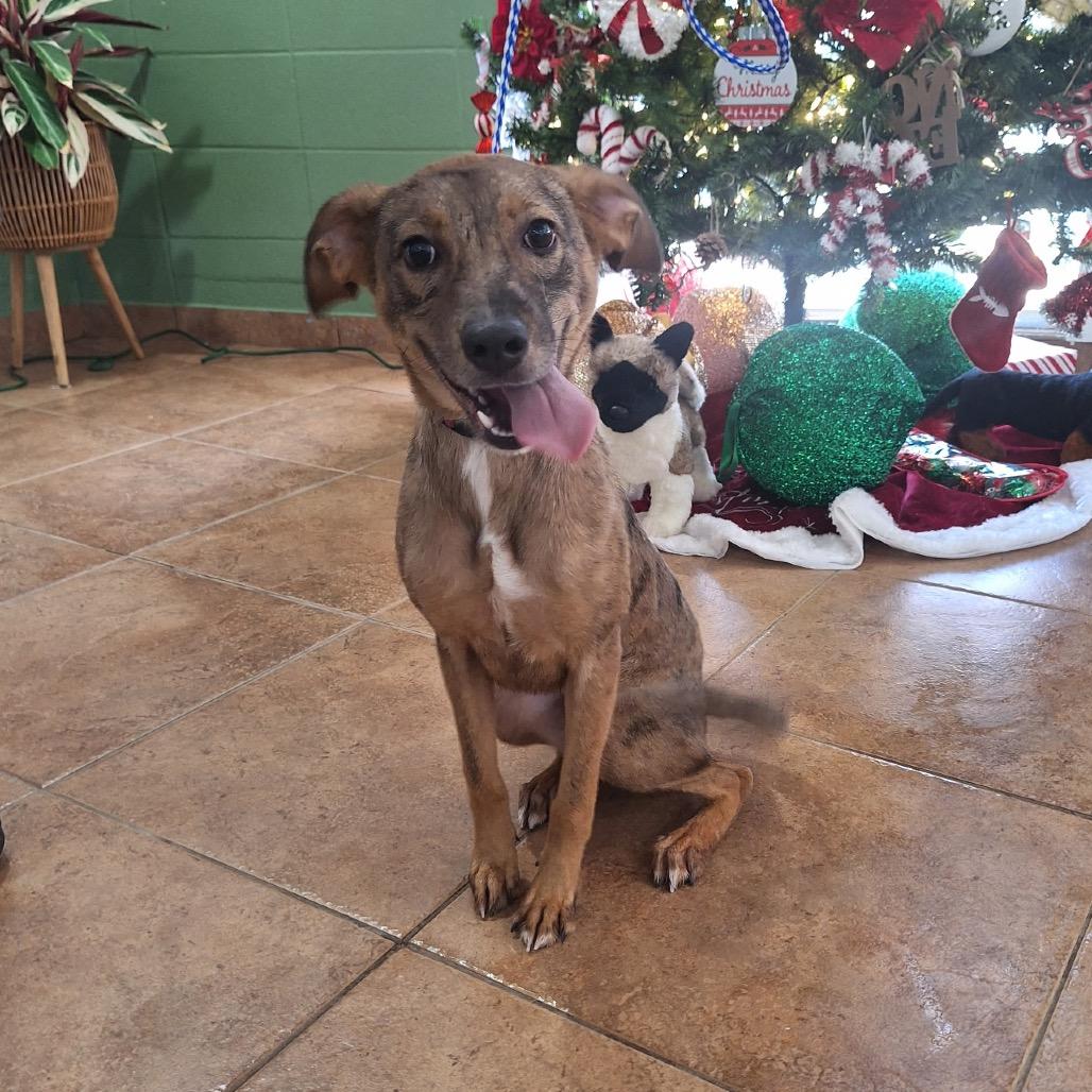 4071 SADDIE, Adoptable, Puppy Female Australian Shepherd & Mountain Cur.