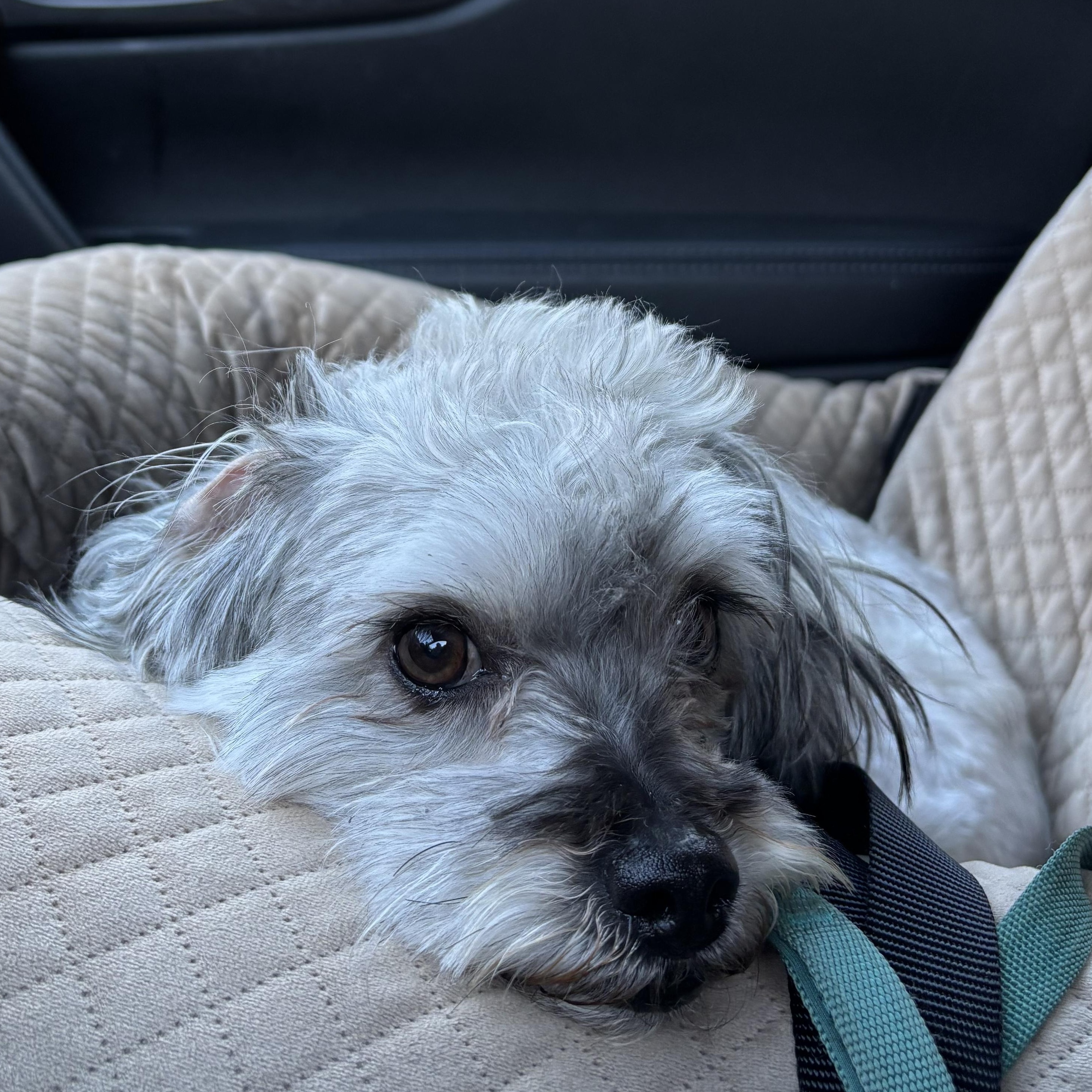 Enlarge Patrick, a ADOPTABLE mixed breed in Poway, CA image 4/6