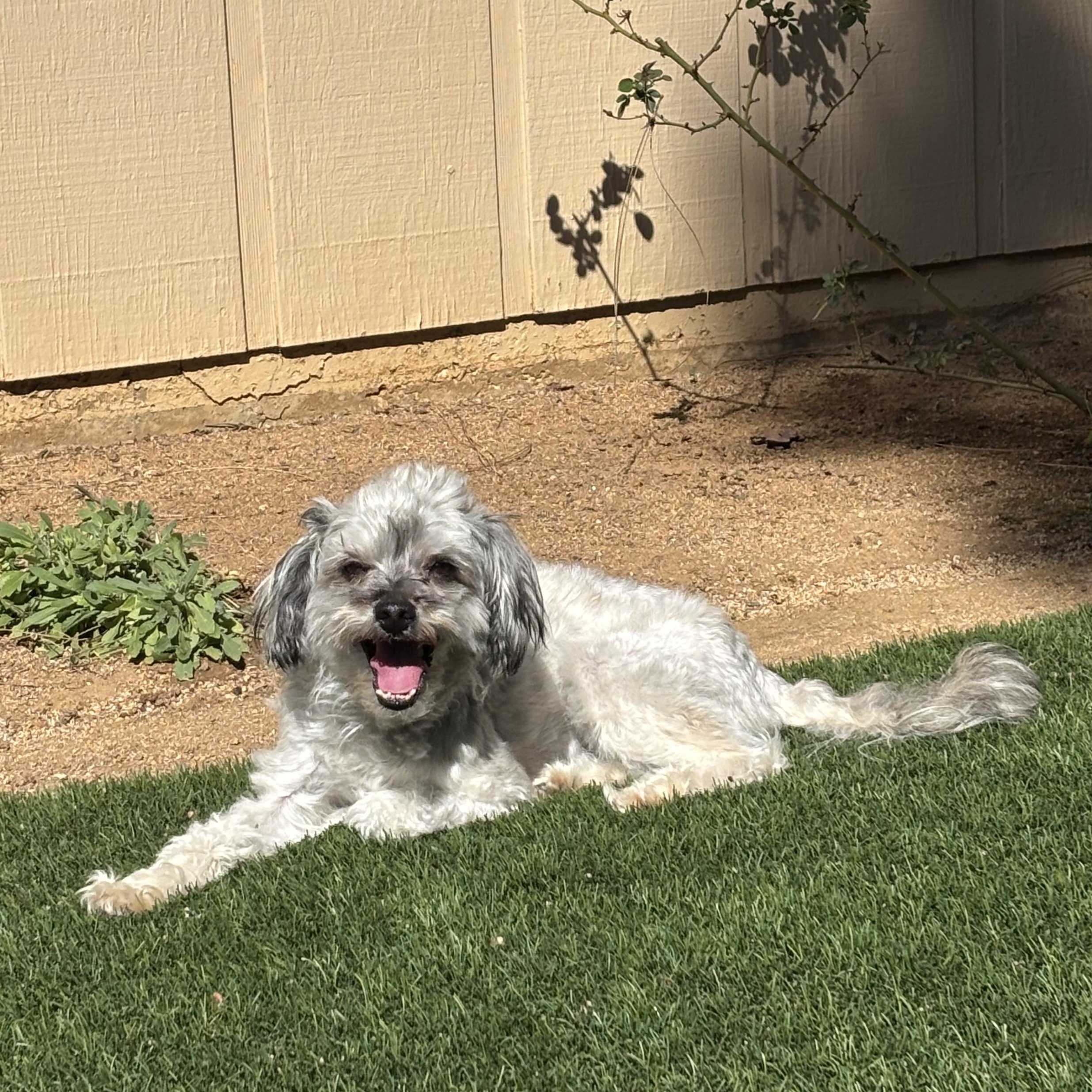 Enlarge Patrick, a ADOPTABLE mixed breed in Poway, CA image 5/6