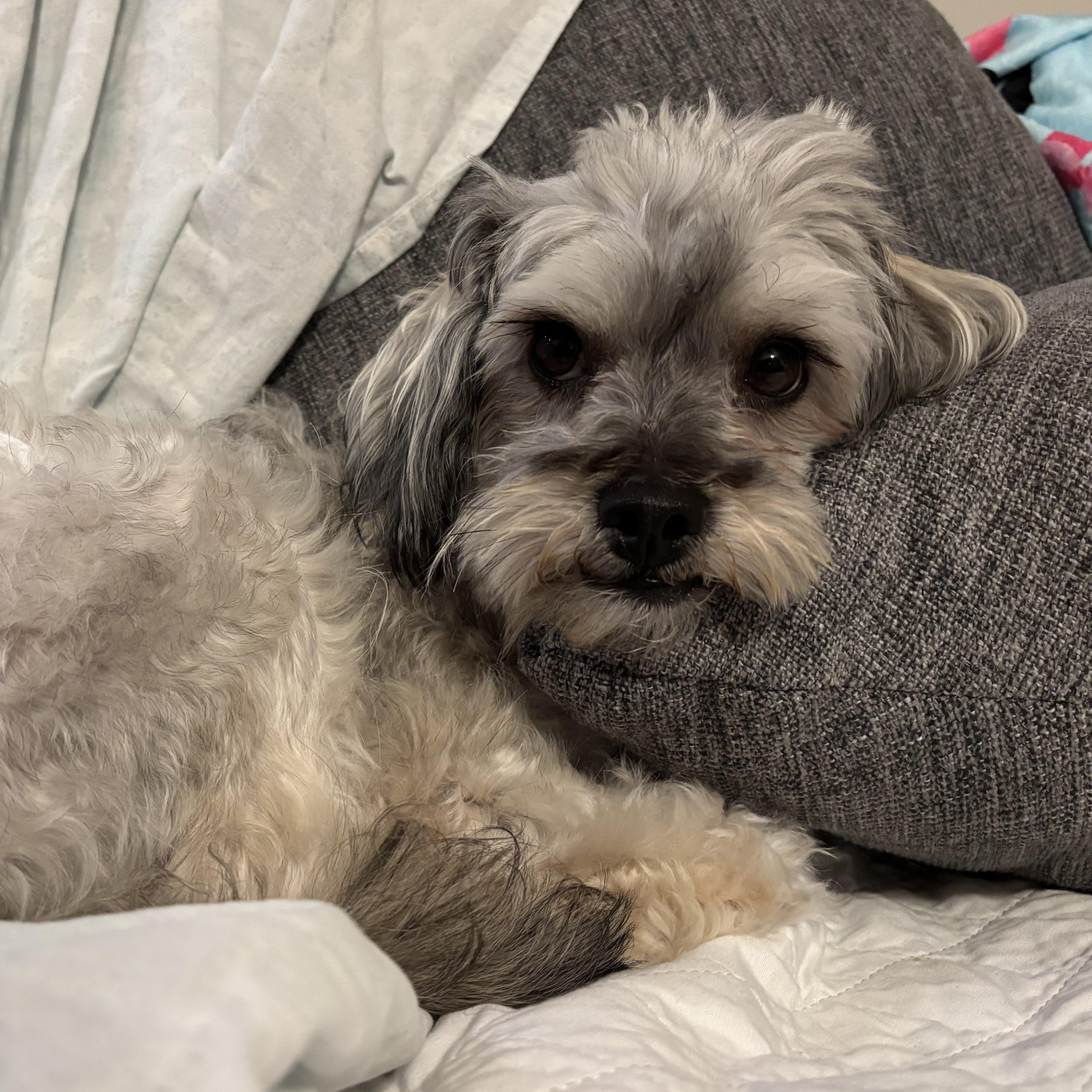 Enlarge Patrick, a ADOPTABLE mixed breed in Poway, CA image 6/6