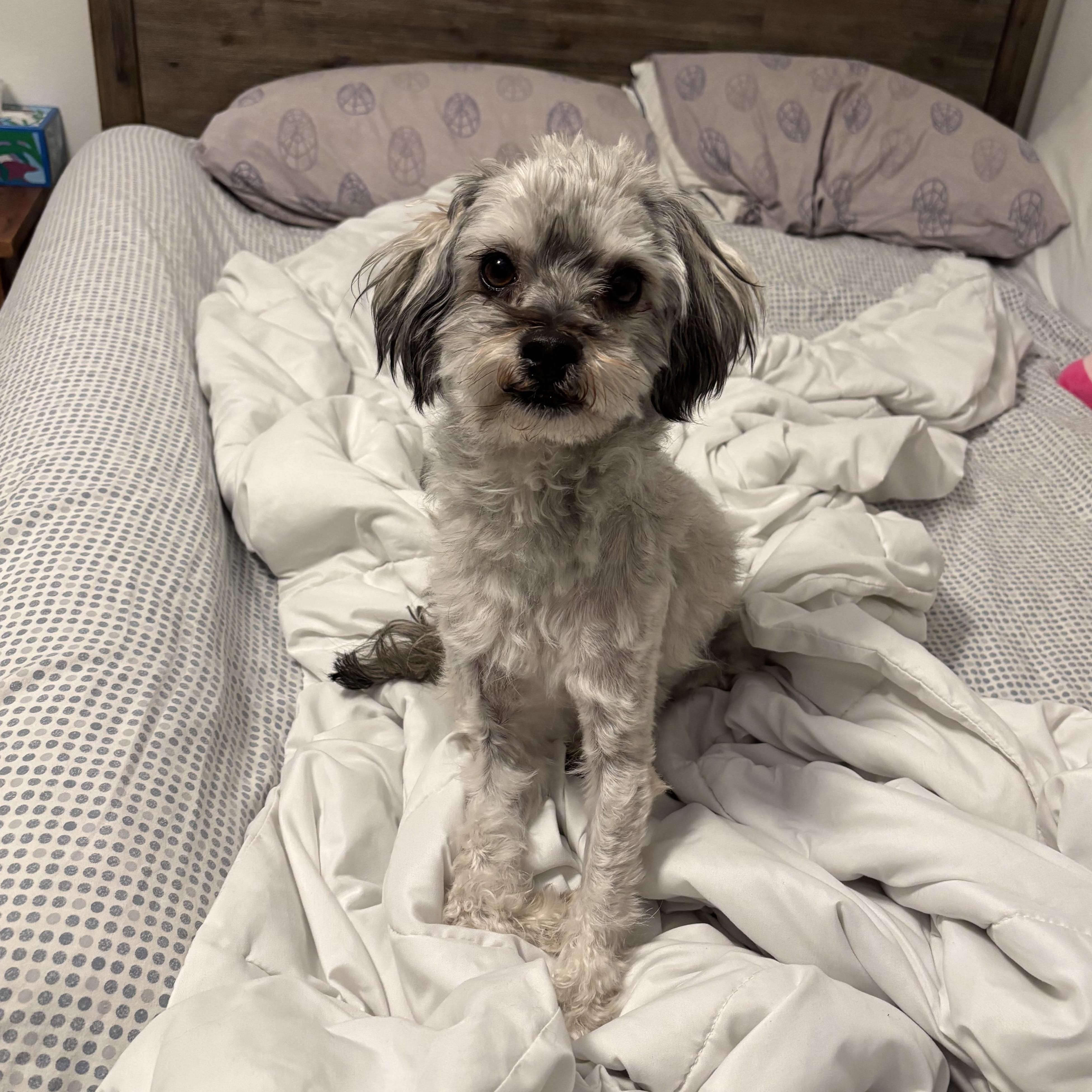 Patrick, ADOPTABLE, Young Male Havanese & Poodle.