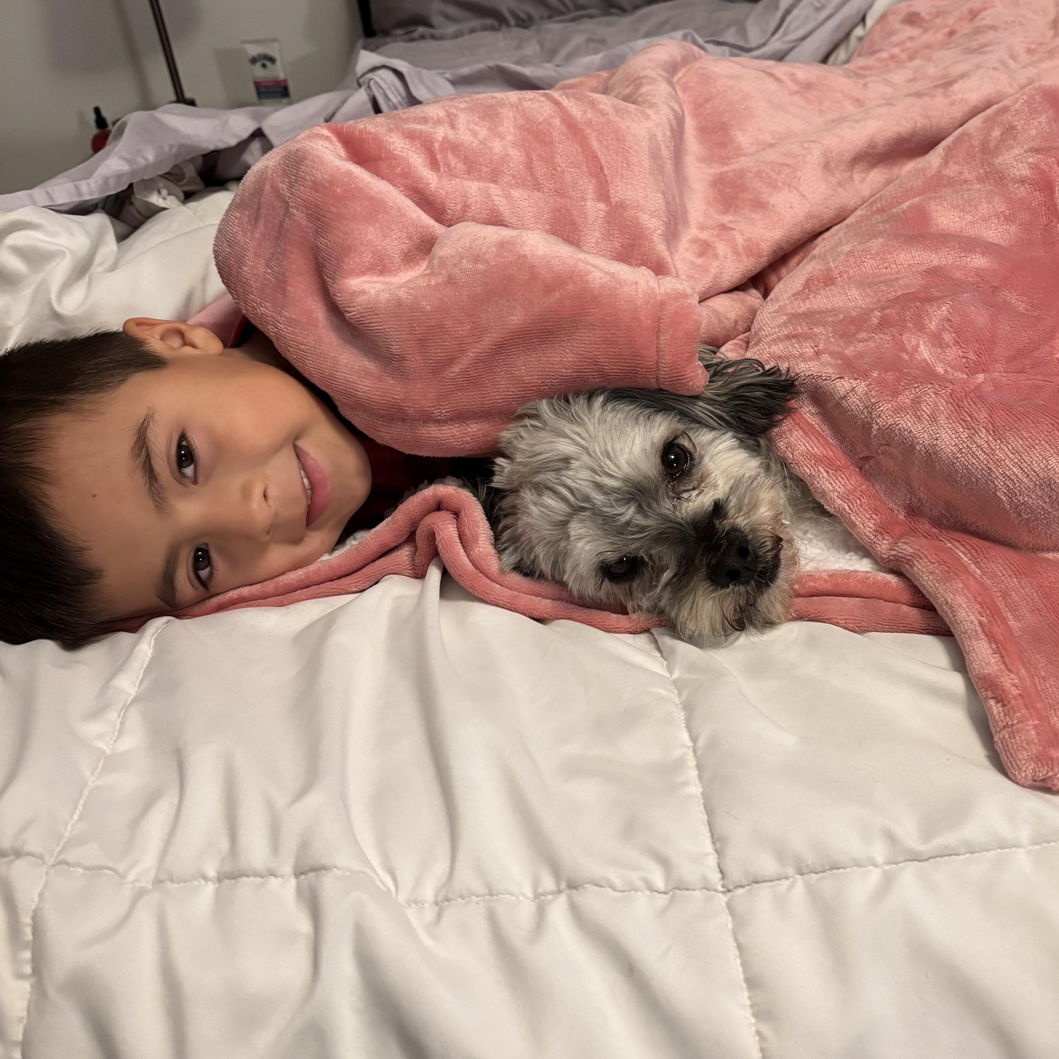 Enlarge Patrick, a ADOPTABLE mixed breed in Poway, CA image 2/6