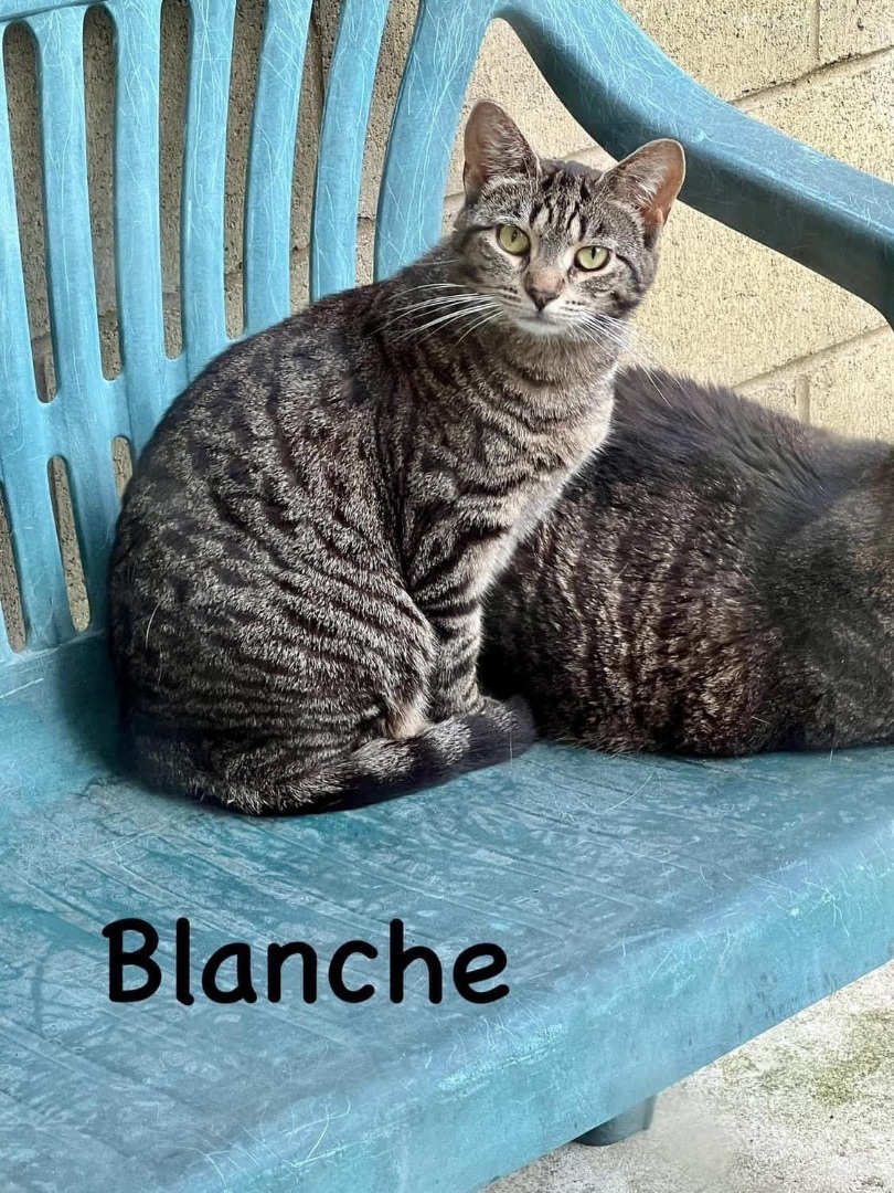 Blanche, a Adoptable Tiger in Springfield, OH image 1/6