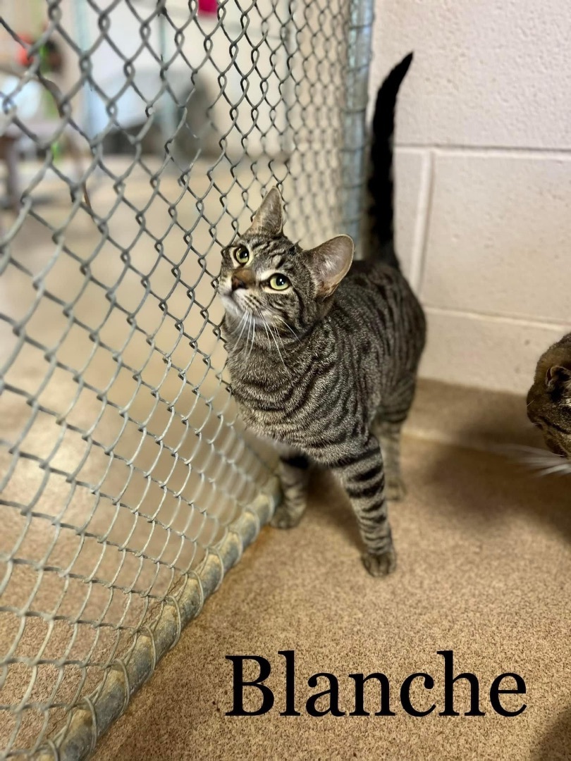 Blanche, a Adoptable Tiger in Springfield, OH image 2/6