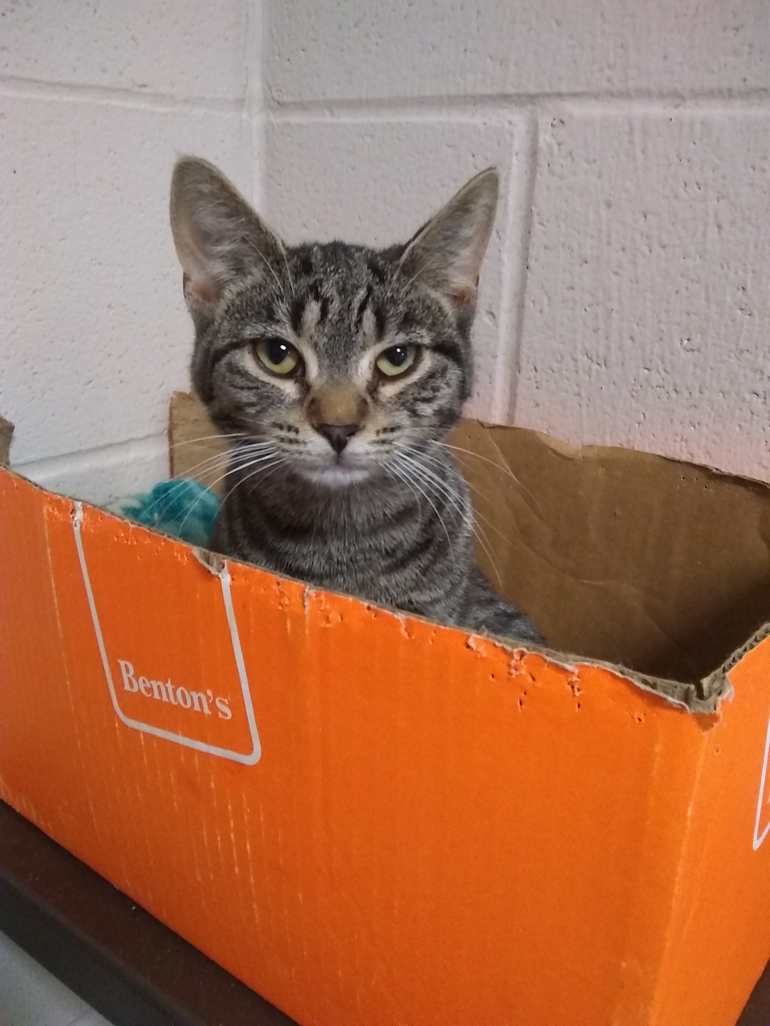 Blanche, a Adoptable Tiger in Springfield, OH image 3/6