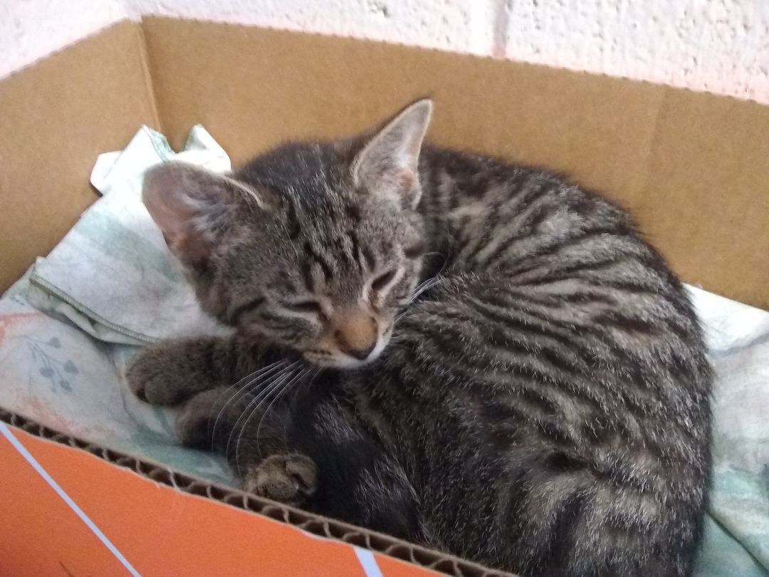 Blanche, a Adoptable Tiger in Springfield, OH image 4/6